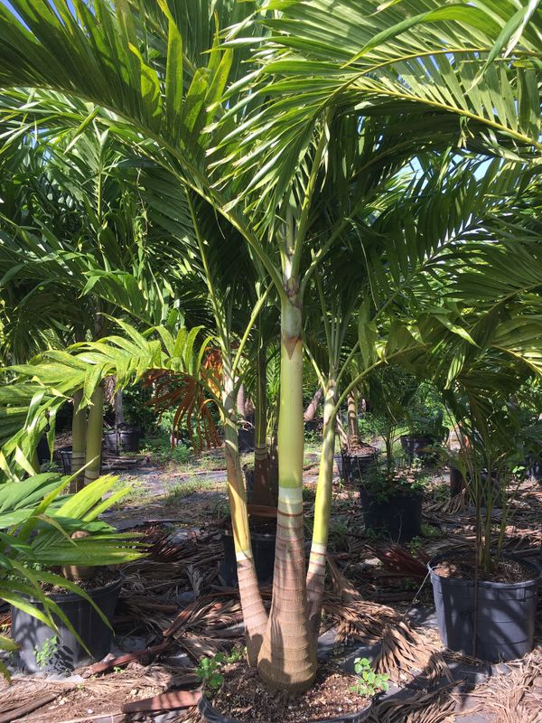 Christmas Palm trees for Sale in Miami, FL OfferUp
