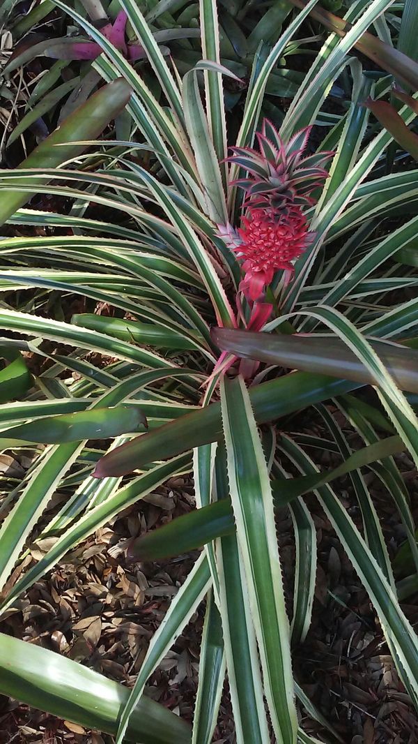 Pink Pineapple plant, 5� span, 2 pink pineapples growing