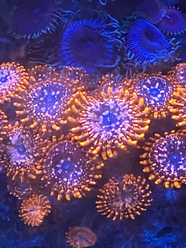 utter-chaos-zoas-for-sale-in-orlando-fl-offerup