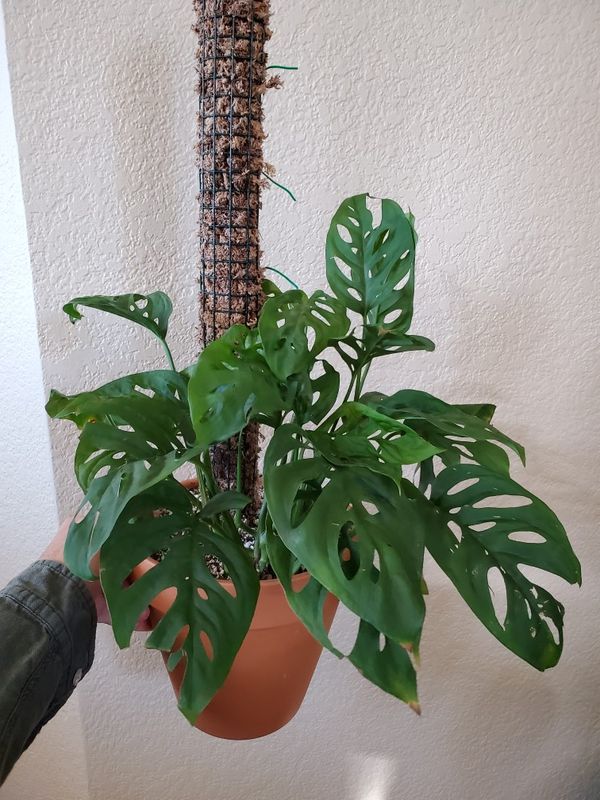 LAST ONE Monstera Adansonii on Moss Pole (aka Swiss Cheese Plant) for