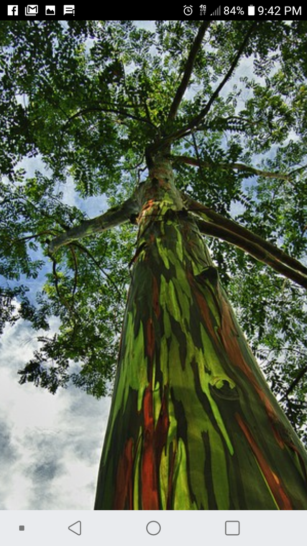 Rainbow Eucalyptus Trees for Sale in Dover, FL OfferUp