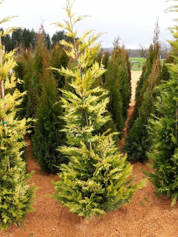 Golden rider Leyland cypress trees for sale for Sale in Monroe, WA ...