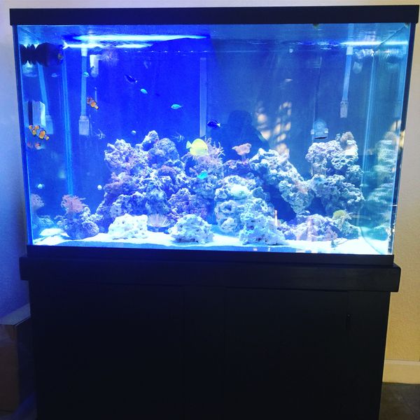 200 Gallon saltwater aquarium includes everything for Sale in Homestead ...