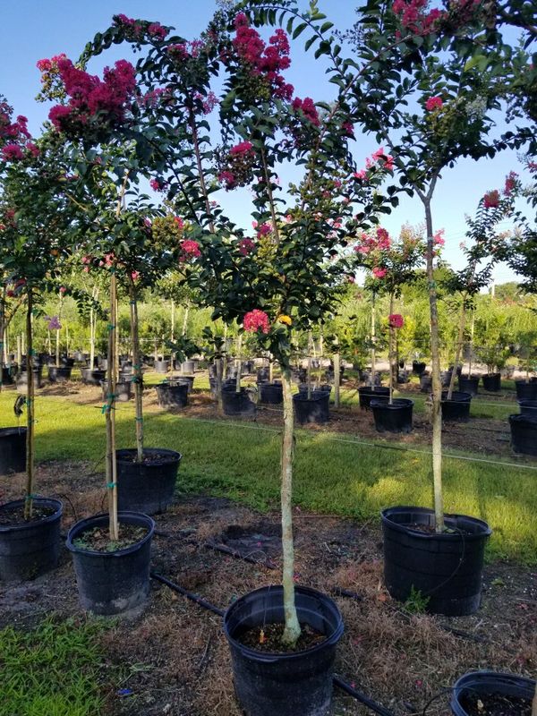 Crepe myrtle trees delivered and planted 10 foot tall for Sale in