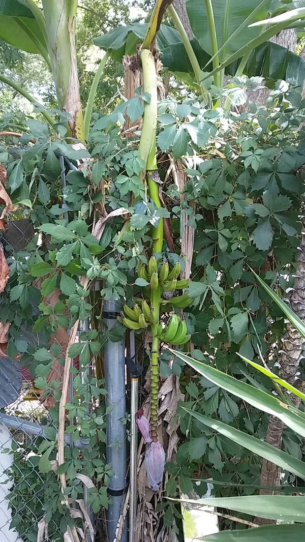 Banana Trees that produce Bananas for Sale in Houston, TX OfferUp
