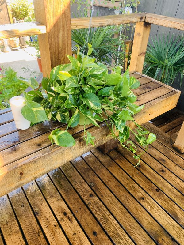 Live Indoor hanging Golden Pothos plant in plastic nursery