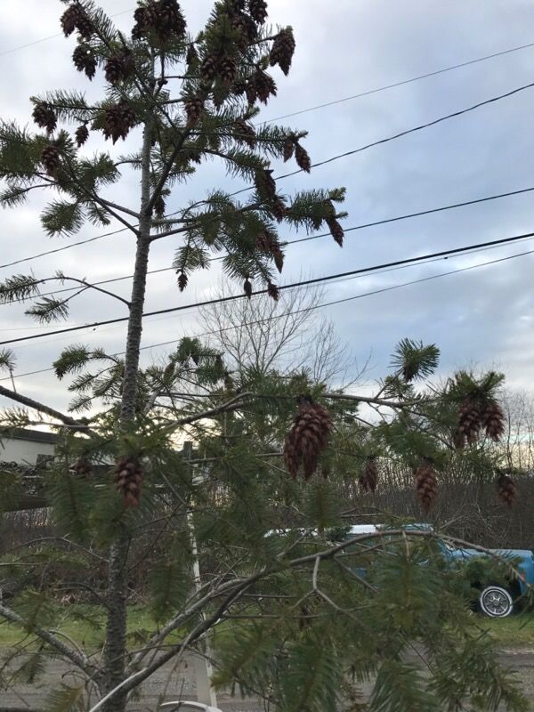 810ft Douglas Fir Trees (7 available) for Sale in Seattle, WA OfferUp