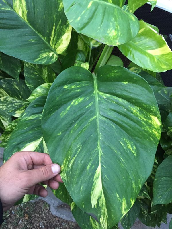 Giant Golden Pothos with Climbing Totem in 10 Inch Pot for Sale in
