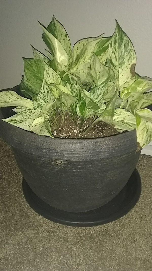 Rare Swiss cheese plant monstera adansonii (freidrichstalii) mother