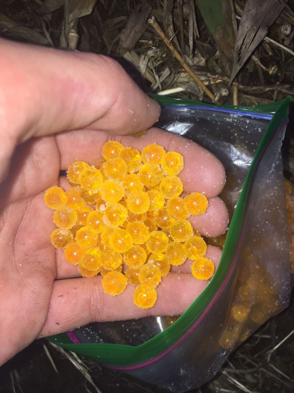 Cured Loose Salmon Eggs for Sale in Crete, IL OfferUp