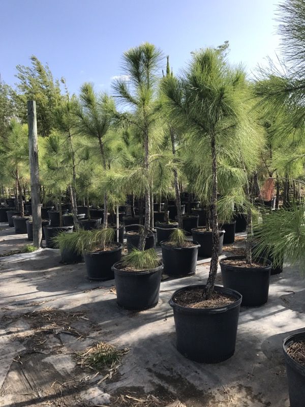 Dade County Pine tree for Sale in Miami, FL OfferUp