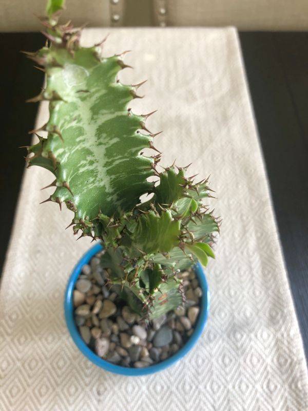 African milk tree cacti cactus árbol de leche africano for Sale in Victorville, CA OfferUp