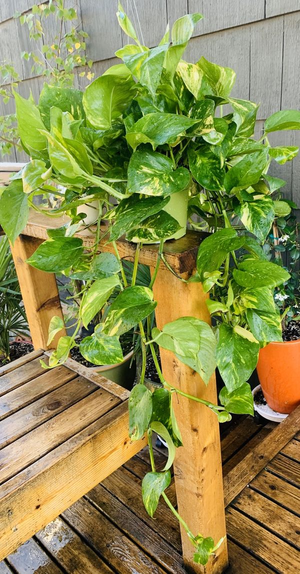 Live Indoor hanging Golden Pothos plant in plastic nursery planter pot