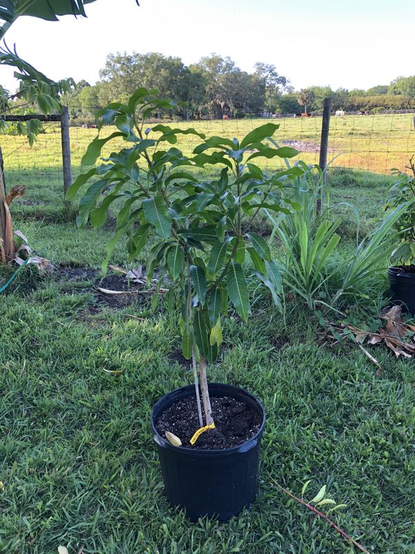 Grafted Mango Trees for Sale in Kissimmee, FL OfferUp