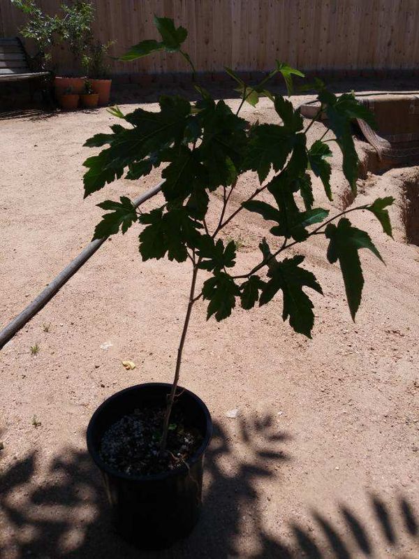 white mulberry tree for sale near me