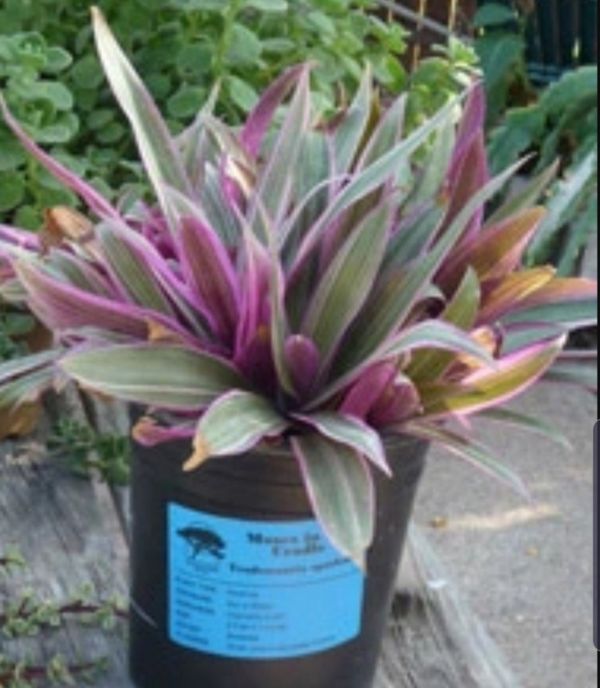 Dwarf Oyster Plants indoor or outdoor for Sale in Eustis