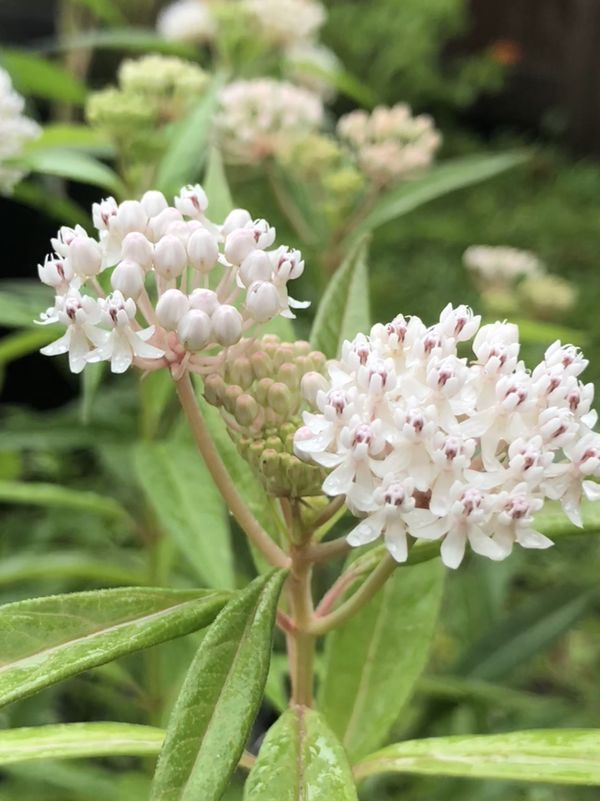 Aquatic Milkweed aka Asclepias Perennis Organic SEEDS for