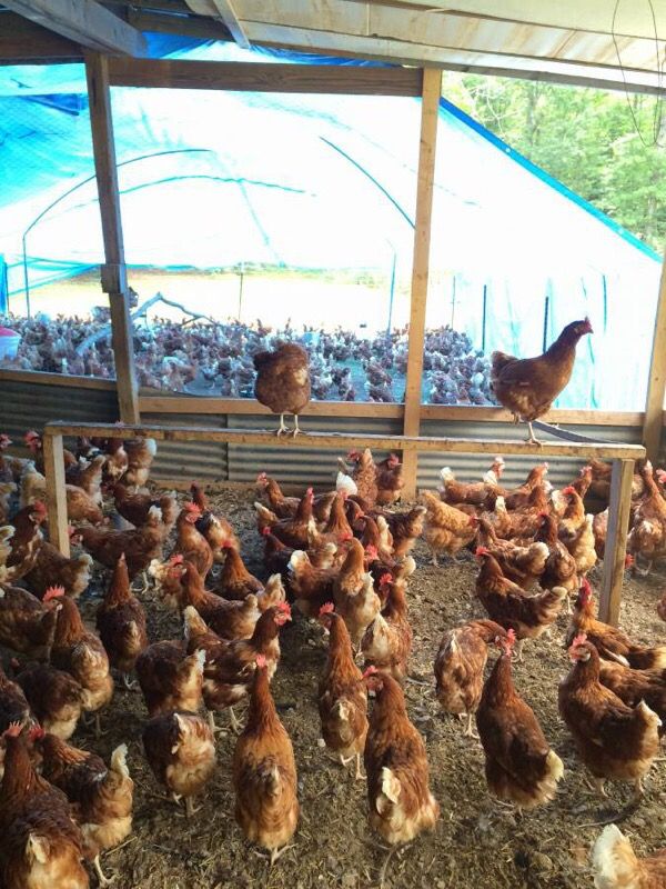 Chickens for Sale in Newnan, GA OfferUp