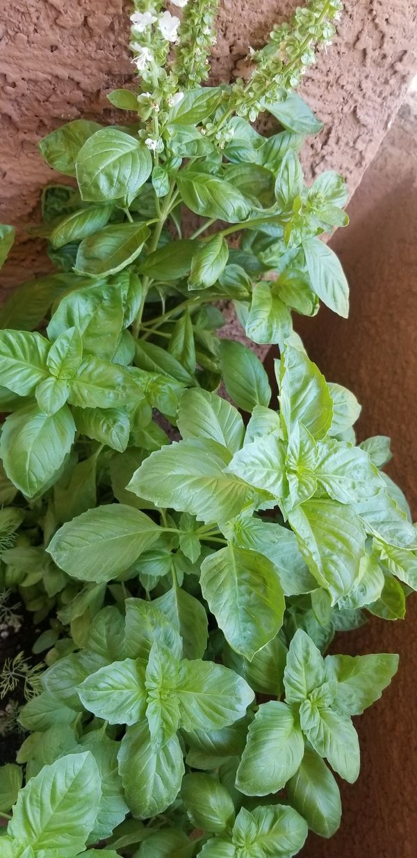 Organic Holy Basil plant for Sale in Las Vegas, NV OfferUp