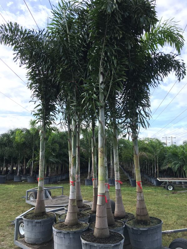 Foxtail palm trees for Sale in Fort Lauderdale, FL OfferUp
