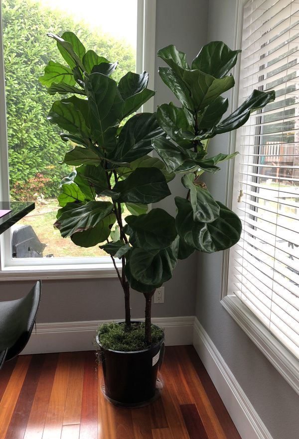 Large REAL Fiddle leaf fig tree (well there is two of them inside) for