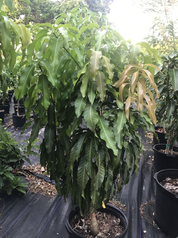 Nam Doc Mai Filipino mango tree for Sale in Miami, FL OfferUp