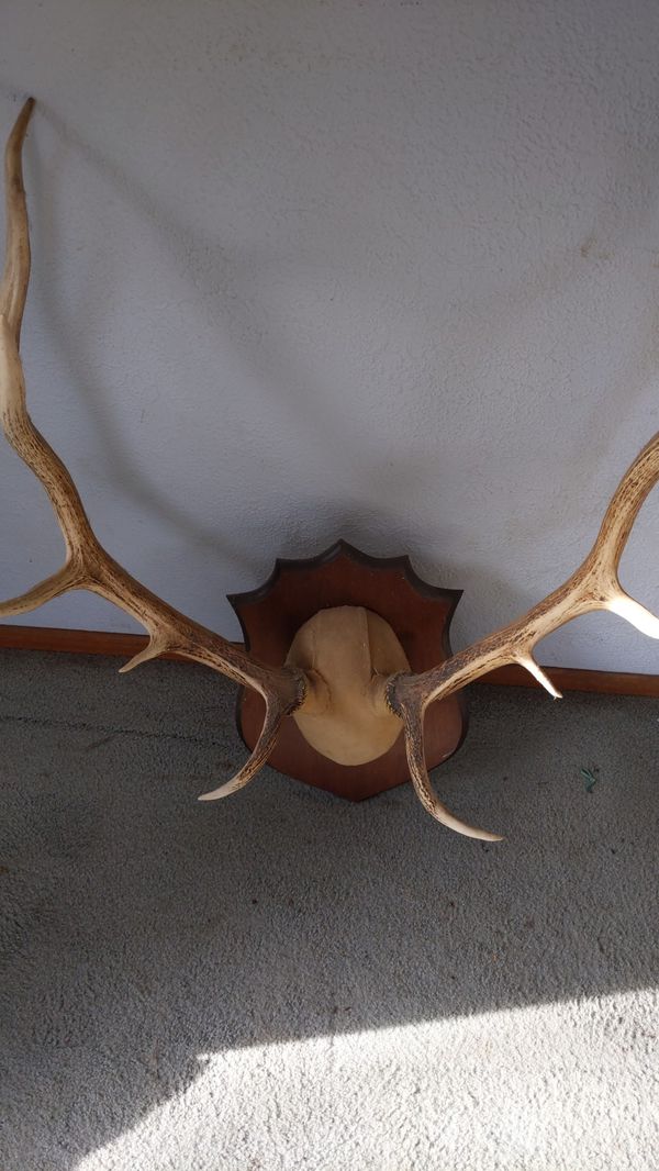 Elk antlers. for Sale in University Place, WA - OfferUp