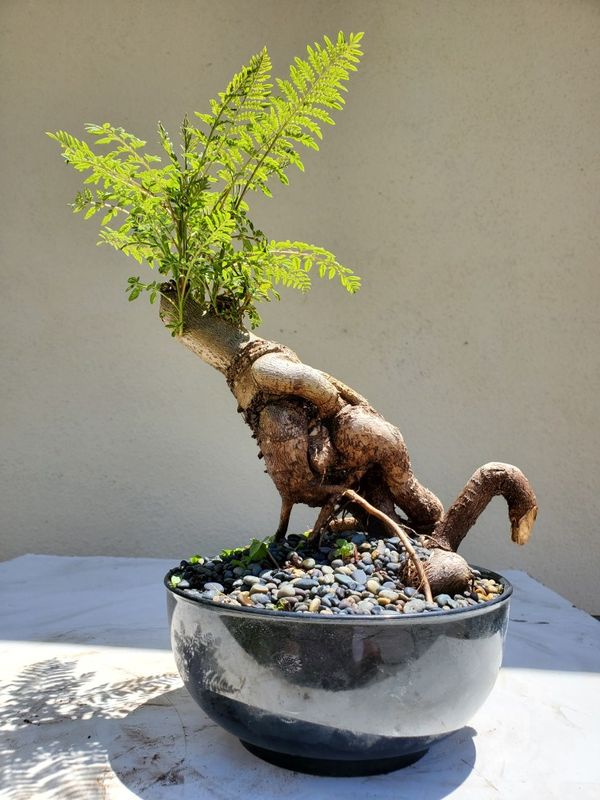 Blue Jacaranda Bonsai Tree for Sale in Westminster, CA OfferUp