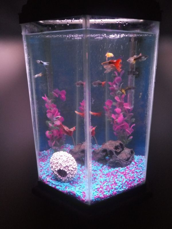 10 gallon hexagon aquarium and stand (Pending Pickup) for Sale in ...