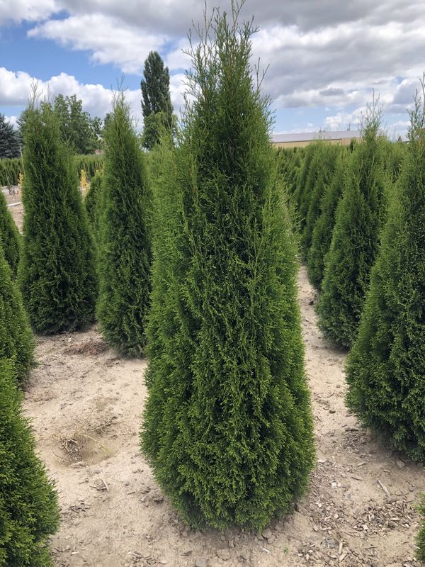 6/7’ tall arborvitae emerald green for Sale in Cornelius, OR - OfferUp