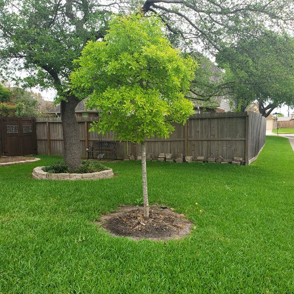 Live water oak tree for Sale in Houston, TX - OfferUp