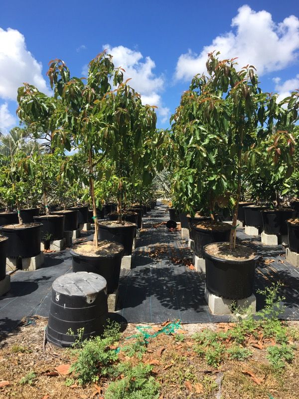 Tropical Fruit Trees for Sale in Miami, FL OfferUp