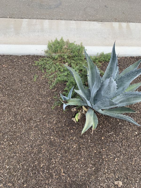 Free Baby Blue Agave Cactus Plant for Sale in Jurupa