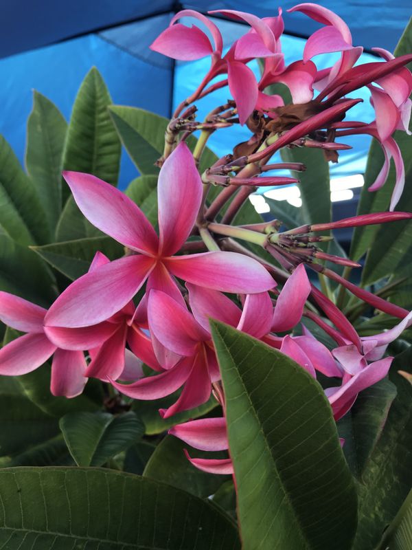 plumeria cuttings!! for Sale in San Diego, CA OfferUp