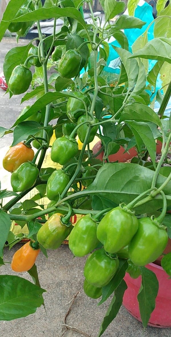 Habanero Pepper Plant for Sale in Dickinson, TX OfferUp