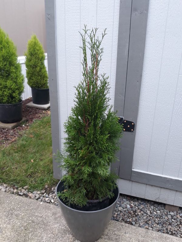 Live Christmas trees for Sale in Seattle, WA - OfferUp