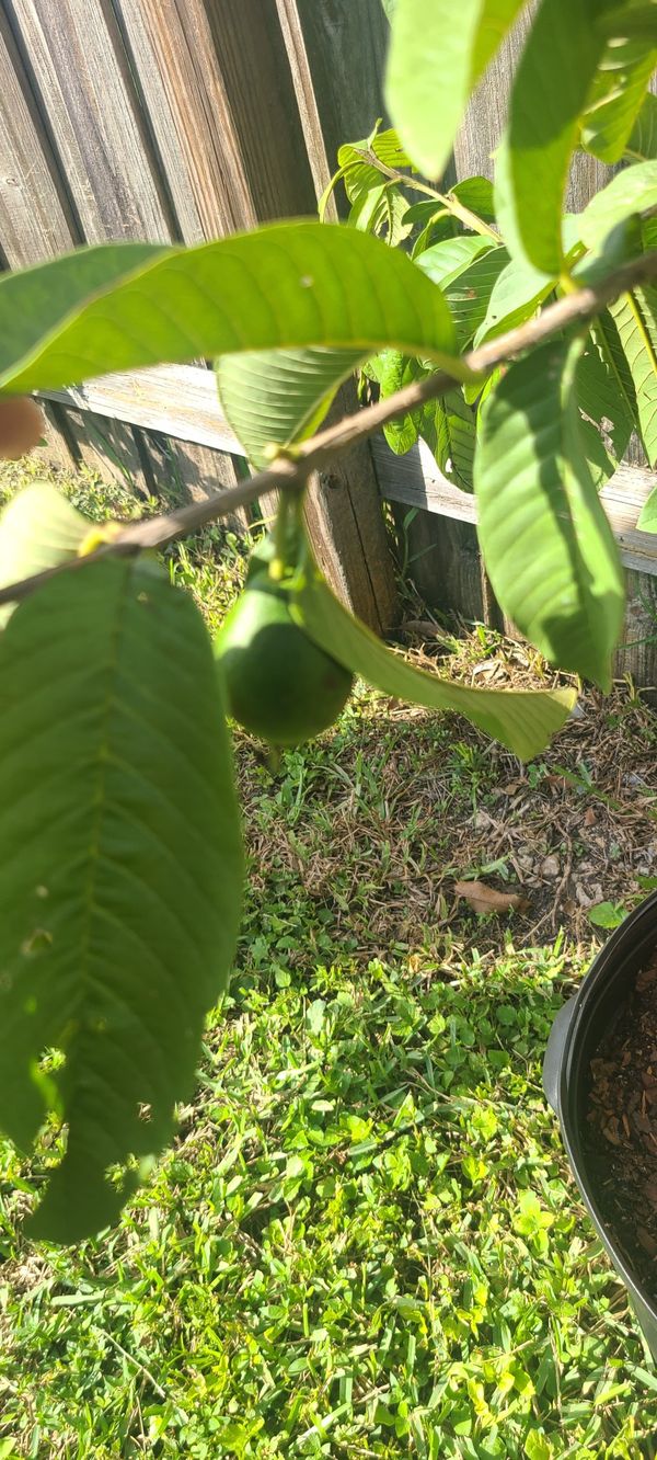 Red Guava Tree. for Sale in Miami, FL OfferUp
