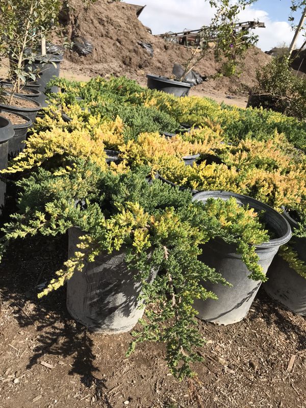 Creeping juniper/juniper nana 5 gallons for Sale in Ontario, CA OfferUp