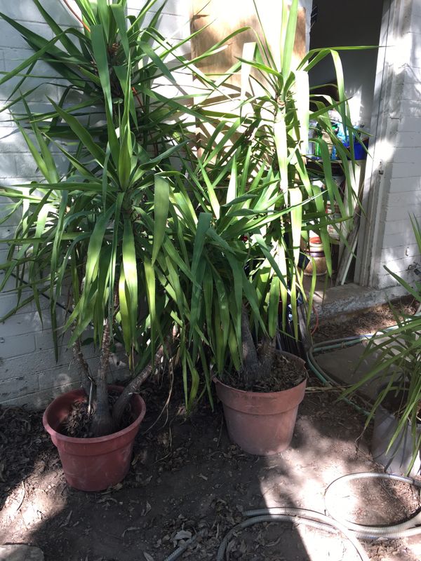 Free mature yucca plants (3 ct) 4’7’ for Sale in Mesa, AZ OfferUp