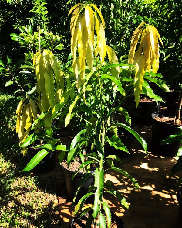 Grafted Fruit Trees For Sale Philippines / Fruit Trees For Sale: Calamansi Seedlings For Sale - Eat these fruits by the handful, or bake them into desserts.