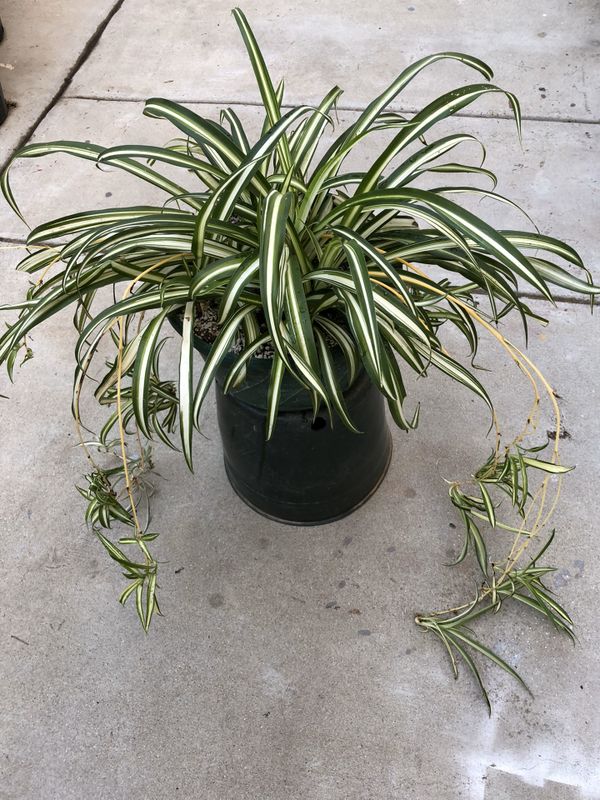 Beautiful spider plant in 3 gallon hanging Pot for Sale in
