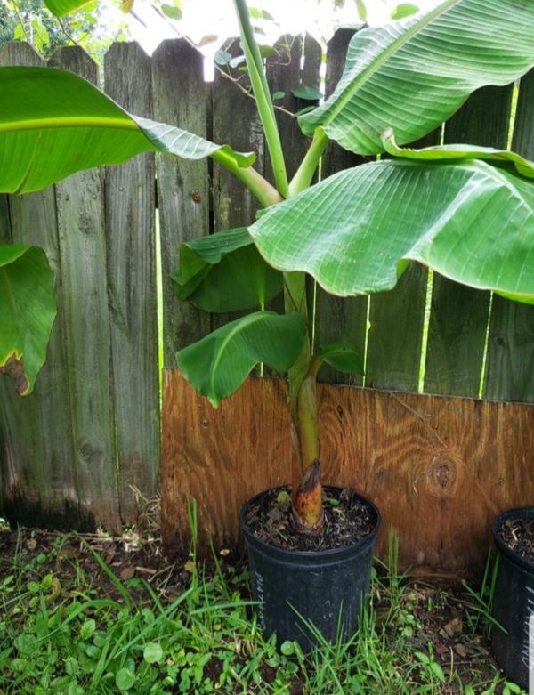 Dwarf Plantain Banana Tree (platano) 3 feet tall for Sale in Orlando