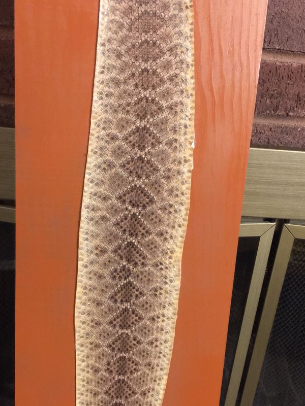 Az Diamondback Rattlesnake Skin Mounted for Sale in Mesa, AZ - OfferUp