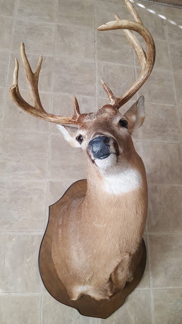 HUGE mounted deer head for Sale in Cumming, GA - OfferUp