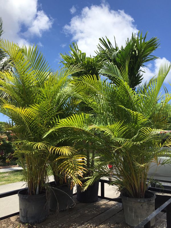 Areca palms (Privacy hedge) for Sale in Fort Lauderdale, FL OfferUp