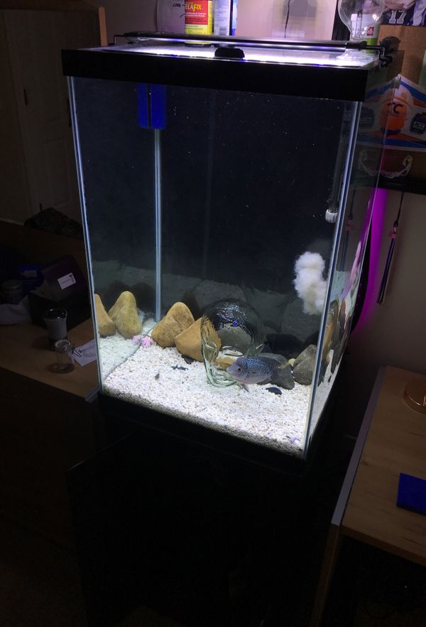 50 Gallon Tall Aquarium My XXX Hot Girl