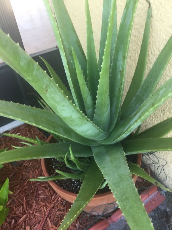 Aloe vera plant price information