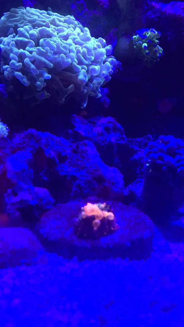 recordia yuma bounce mushroom coral recordia yuma bounce mushroom coral