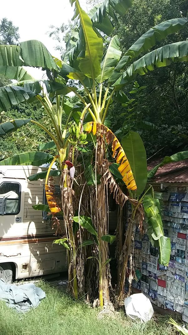 Banana Trees that produce Bananas for Sale in Houston, TX OfferUp