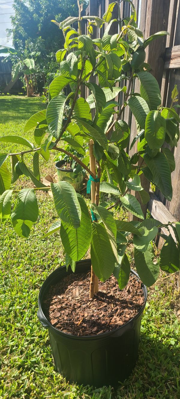 Red Guava Tree. for Sale in Miami, FL OfferUp